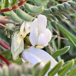 Astragalus garbancillo Çiçek