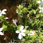 Barleria robertsoniae موطن