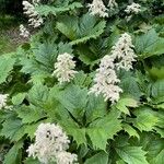 Rodgersia podophylla पत्ता