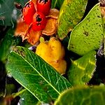 Cupaniopsis anacardioides Fruit