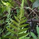 Dryopteris sieboldii Leaf