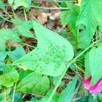 Passiflora capsularis Leaf