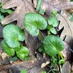 Ranunculus ficariaLeaf