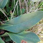 Limonium vulgare Leaf