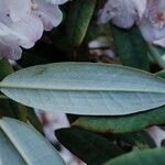 Rhododendron argyrophyllum Leaf