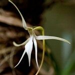 Jumellea stenophylla Blad