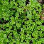 Saxifraga cuneifolia Leaf