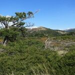 Nothofagus pumilio Hàbitat