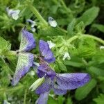 Salvia viridis Flower