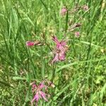 Lychnis flos-cuculi Blüte