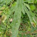 Conyza bonariensis 叶
