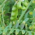 Vicia ervilia Vrucht