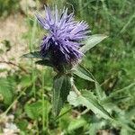 Carthamus caeruleus Flor