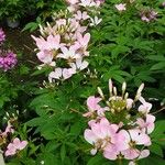 Cleome houtteana Habit