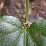 Fevillea cordifolia পাতা