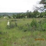 Yucca rupicola Habit