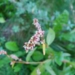 Persicaria longiseta Flower