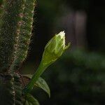 Cereus hexagonus Flower