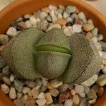 Pleiospilos neliiFoglia