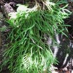 Huperzia acerosa Alkat (teljes növény)