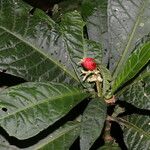 Psychotria alfaroana