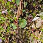 Soldanella pusilla 葉