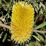Banksia marginata 花