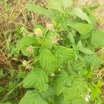 Rubus occidentalisFruit