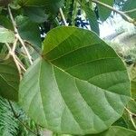 Cordia myxa Leaf