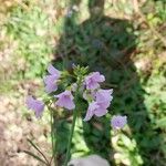 Cardamine pratensisFloro