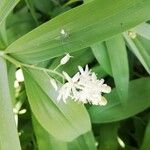 Maianthemum stellatumBlomst