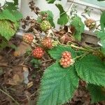 Rubus fruticosus Fruto