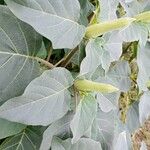 Datura innoxiaBlad