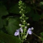 Scutellaria ovata Habit