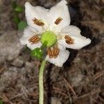 Moneses uniflora Flower