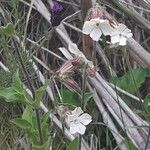 Silene latifolia Квітка