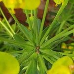 Euphorbia esula Leaf