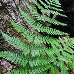 Dryopteris carthusiana برگ