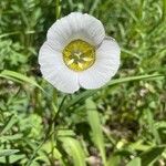 Calochortus gunnisonii Λουλούδι