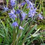 Hyacinthoides italica Buveinė