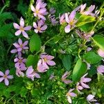 Sabatia angularis 花