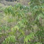 Leea guineensis Plante entière