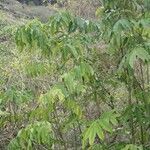 Leea guineensis आदत