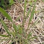 Elymus pungens Blatt