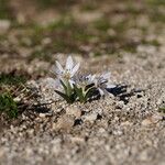 Colchicum hungaricum Flor