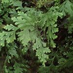 Crepidomanes bipunctatum Hoja
