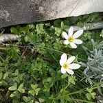 Zephyranthes candidaFlower