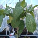 Capsicum pubescens Hoja