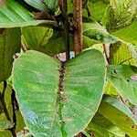 Dipterocarpus obtusifolius ഇല