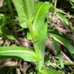 Symphyotrichum puniceum Fulla